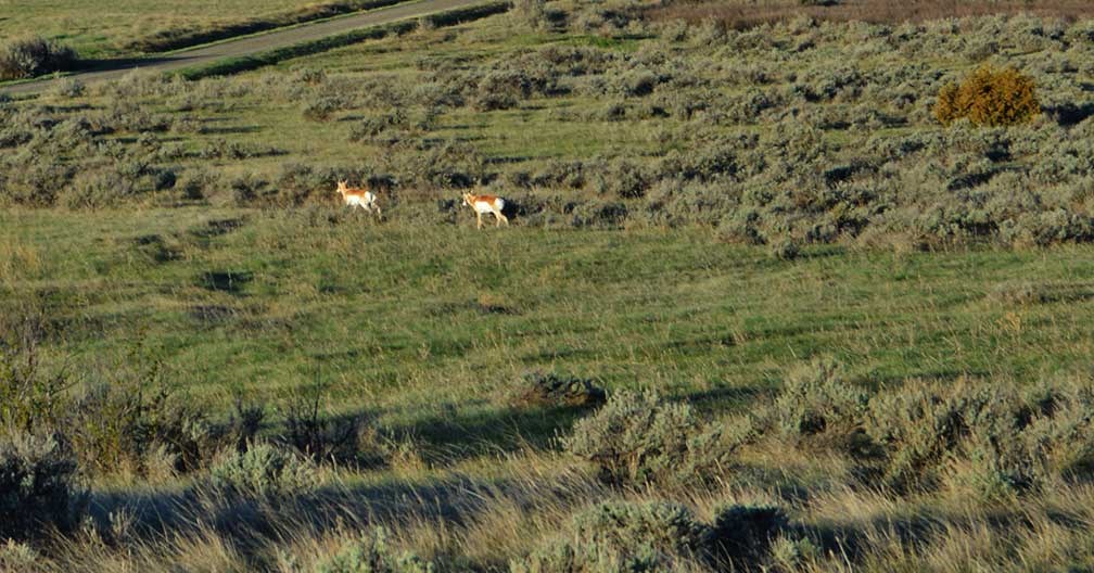 Pronghorn at Little Bighorn Battlefield