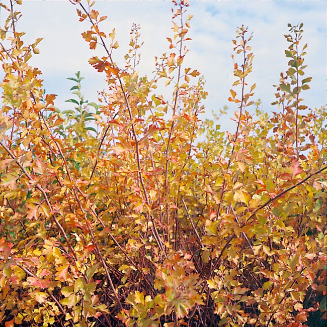 A shrub, Skunkbrush, photographed in the fall with yellow, orange, and red leaves.