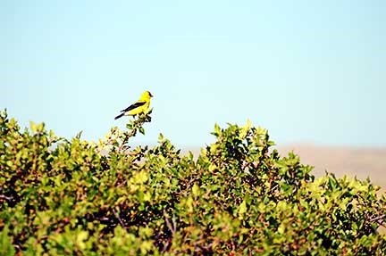 A yellow bird balanced on the branch of a bush under a powder blue sky.
