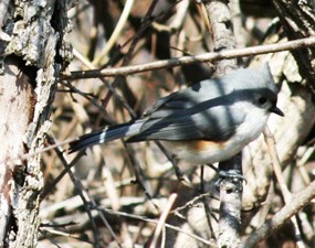 Tufted Titmouse bird perched on a branch, surrounded by small branches. Bright sunlight casts shadows of branches on the bird and surrounding branches.