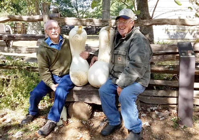 Two men holding large cushaw crookneck squash sitting on low bench in front of split rail fence.