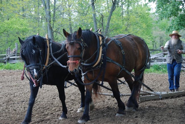 Man with beard in pioneer clothes leading two horses, one black and one brown, pulling a plow through soil. Split-rail fence in background.