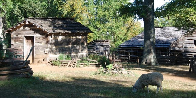 Three log outbuildings. Sheep grazing on green grass in foreground. Sunlight coming through trees.