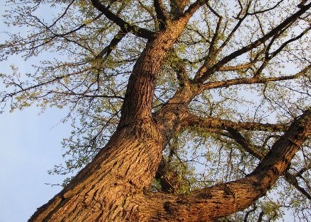 Bur Oak