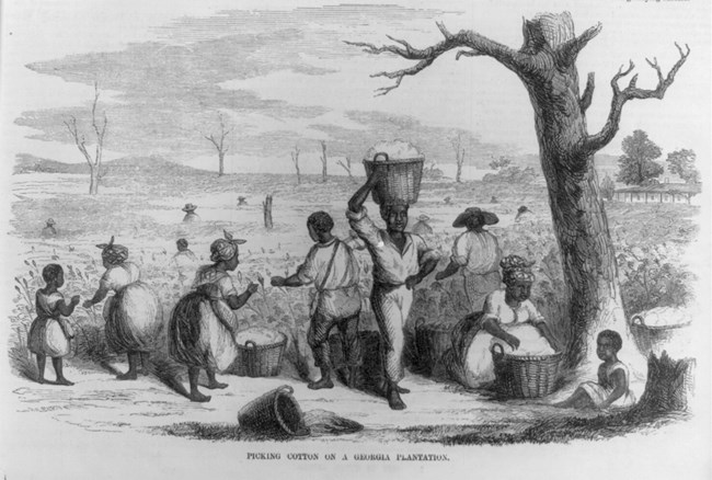 Engraving of slaves picking cotton and gathering it into large baskets in a field