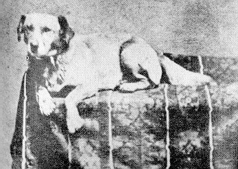 A dog laying on a table facing forward with his paws hanging down.