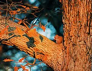 Nature and Science