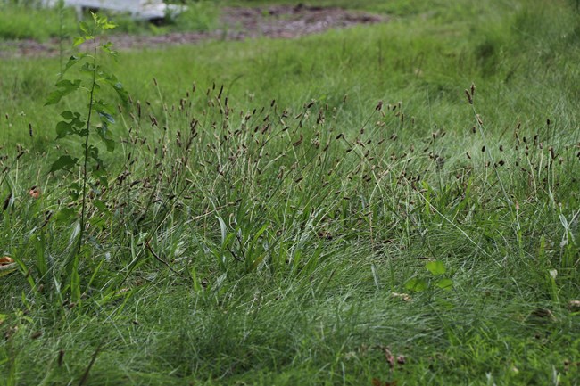 Light purple and green grasses.