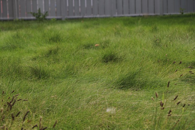 A green field of grass, with a white wooden fence in the background.