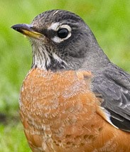 American Robin