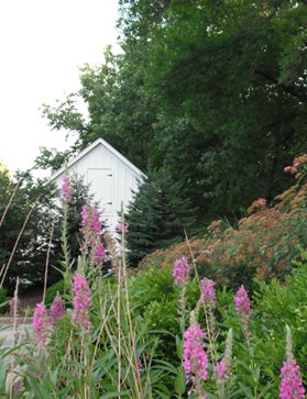 Abundant Flora around the park