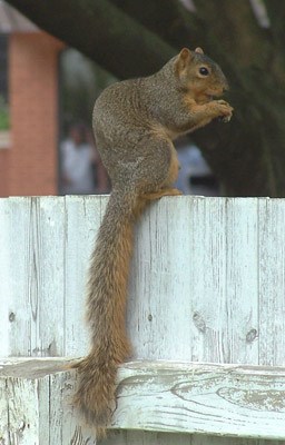 Squirrel