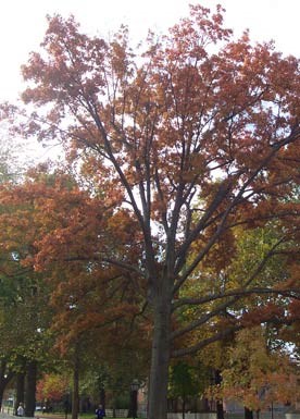 Trees in the Lincoln Home neighborhood Trees in the Lincoln Home neighborhood