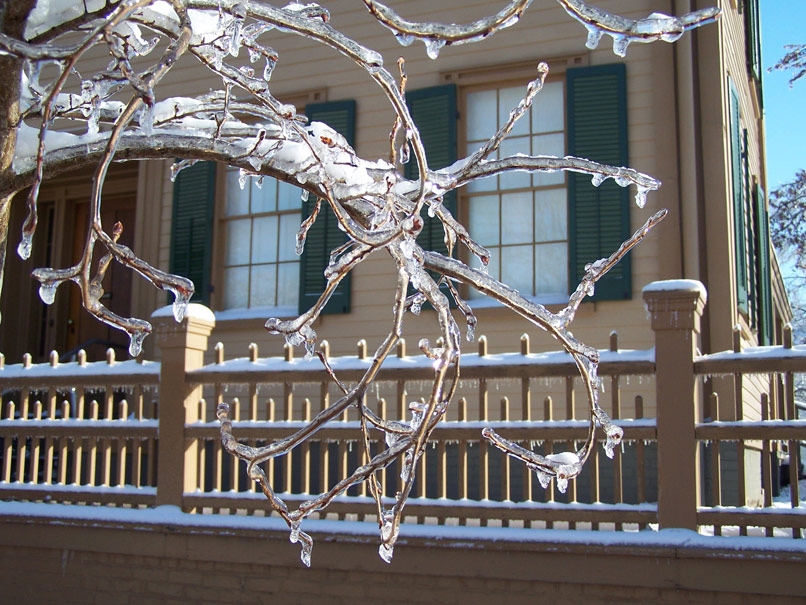LIHO Ice Ice-covered branches, with the Lincoln Home out of focus in the background.