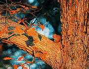 Nature and Science