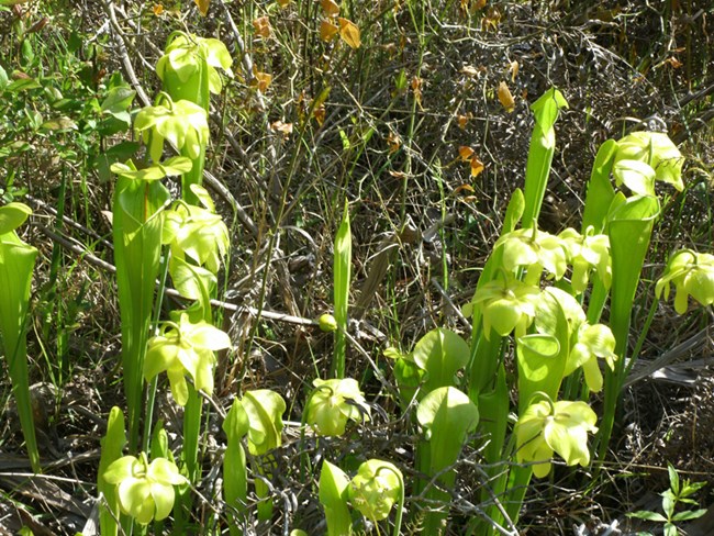 Green Pitcher Plants