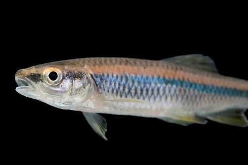 Blue Shiner, Endangered Species Blue Shiner, Endangered Species