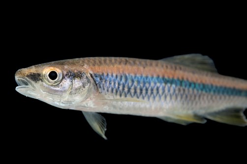 The endangered Blue Shiner