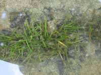 Kral's Water Plantain an endangered species found in Little River.