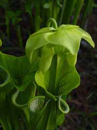 Green Pitcher Plant (Sarracenia oreophila)