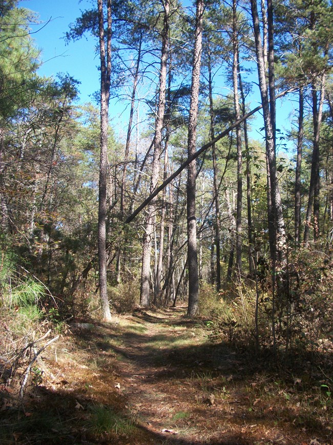 22)Trail w Leaning Tree-Elijah Roberts