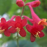 American Trumpet Honeysuckle