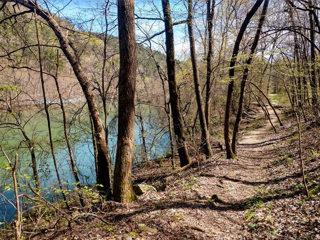A trail thought the early spring woods alongside a river