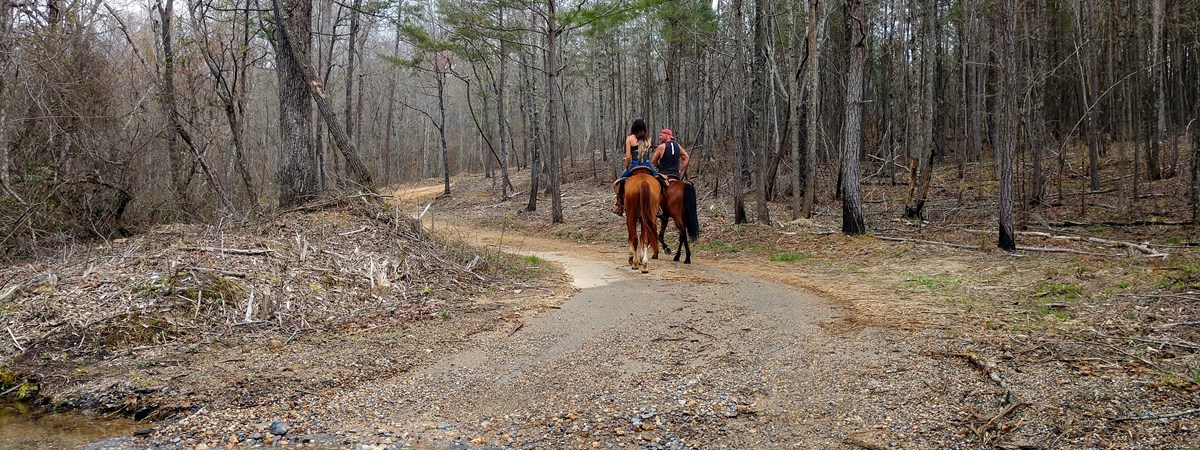 A pair of hoses with riders heading into the wooded backcountry of Little River Canyon.