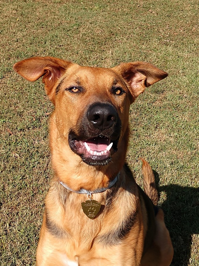 BARK Ranger Yeager