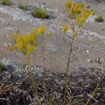 Nuttalls Rayless Goldenrod