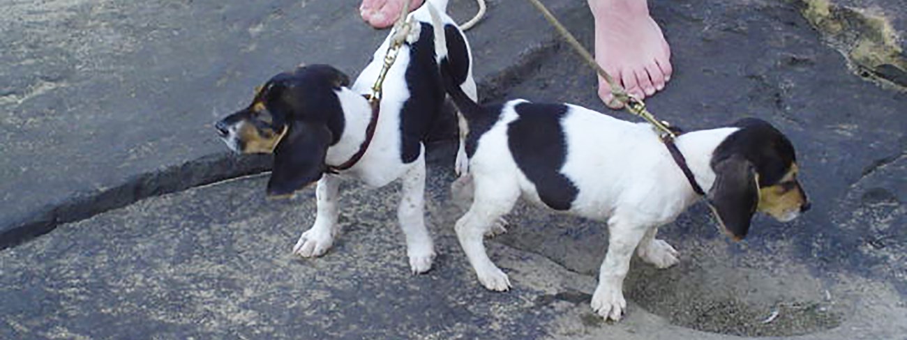 Two puppies on leash standing on sandstone.