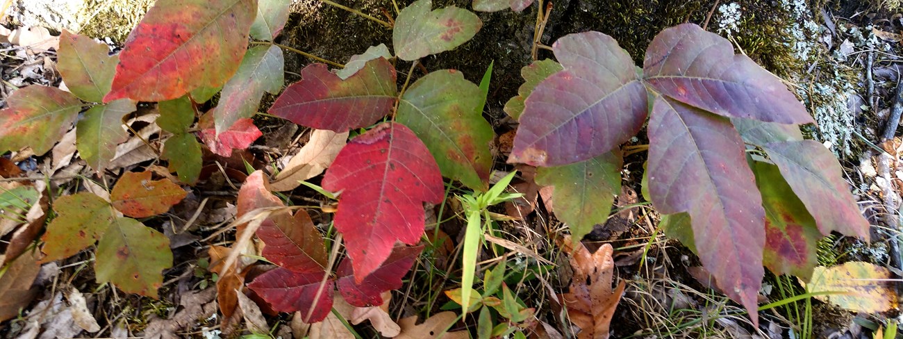 Poison ivy growing on a tree