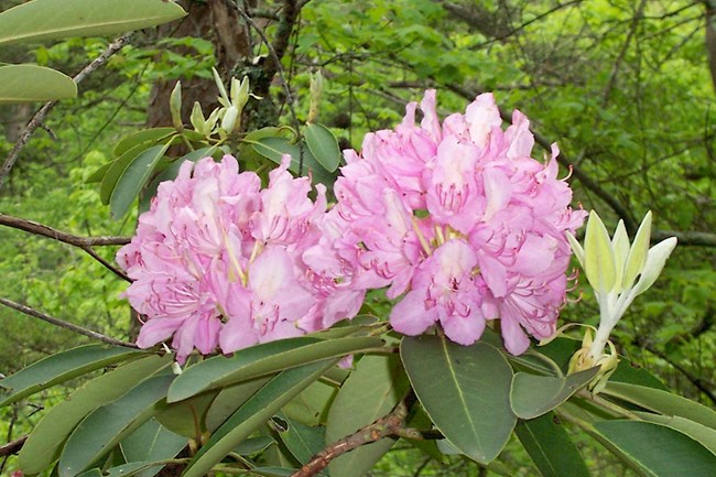 Catawba Rhododendron (Rhododendron catawbiense) in bloom.
