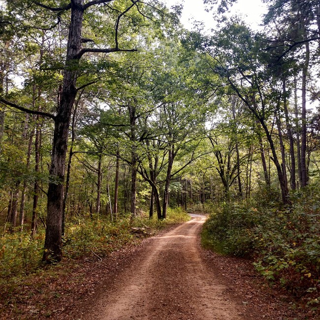A dirt road leading through green summer woods