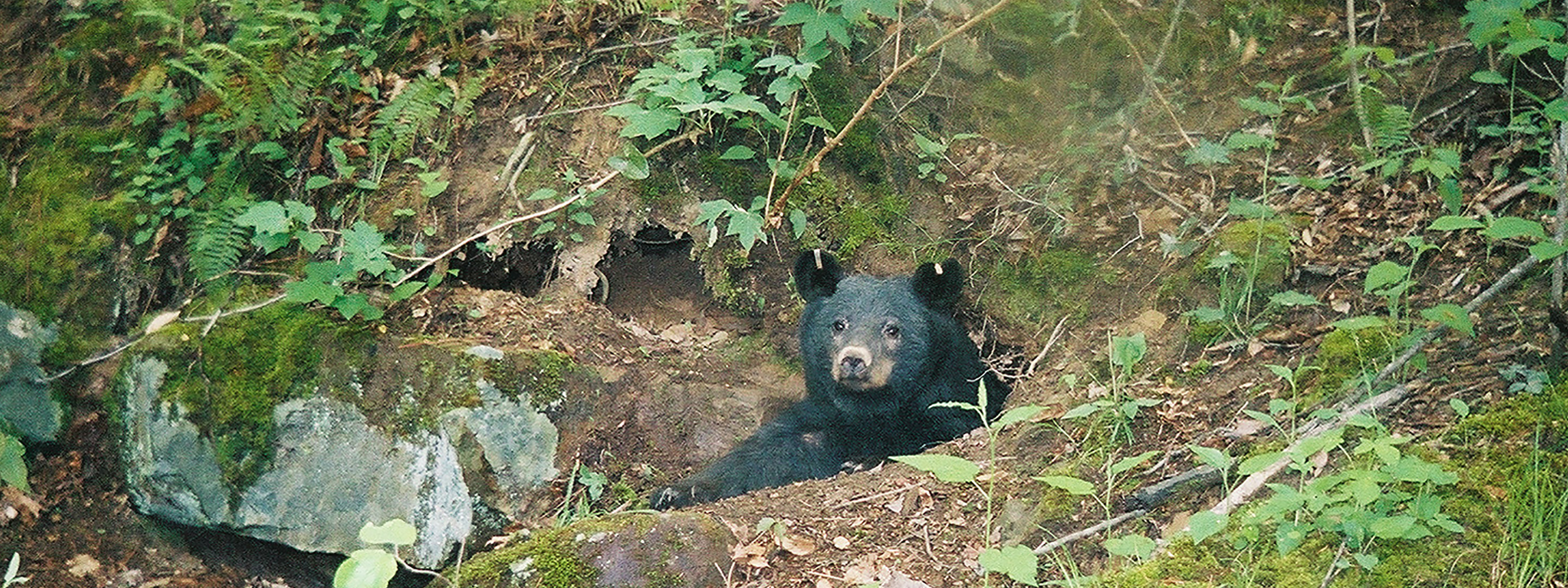 https://www.nps.gov/liri/planyourvisit/images/Wildlife-Safety-Bear.jpg