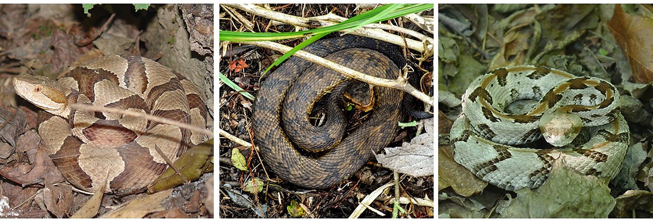 Three individual images of the venomous snakes found at Little River Canyon - the copperhead, the cottonmouth, and the timber rattlesnake