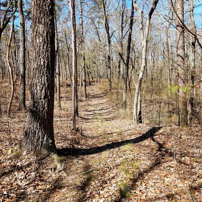 A view of the YCC Loop Trail's rolling wooded hills in the Wildlife Management Area.