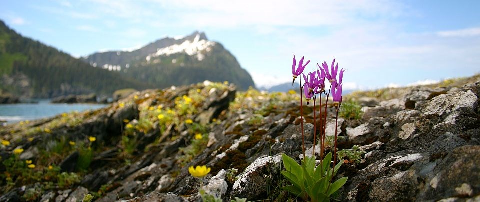 flowers with a backdrop of mountains in Kenai Fjords National Park