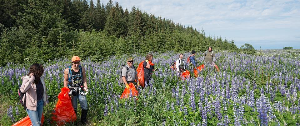 a group of people carry trash bags in a field of lupine