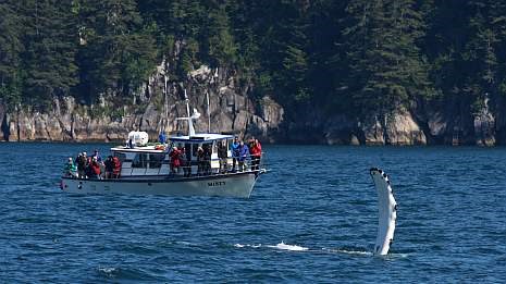 KEFJ Boat2 a group aboard a boat in kenai fjords national park watch a whale wave its fin