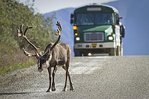 a caribou walks down the road in front of a bus in Denali National Park