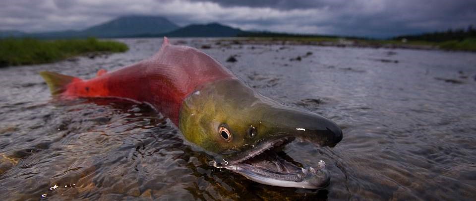 a salmon sits out of water on a rocky river shore
