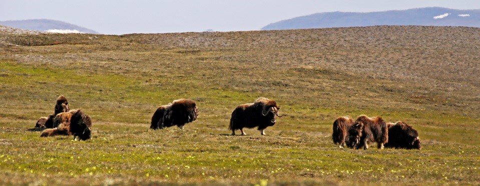 A group of muskoxen on sunny tundra