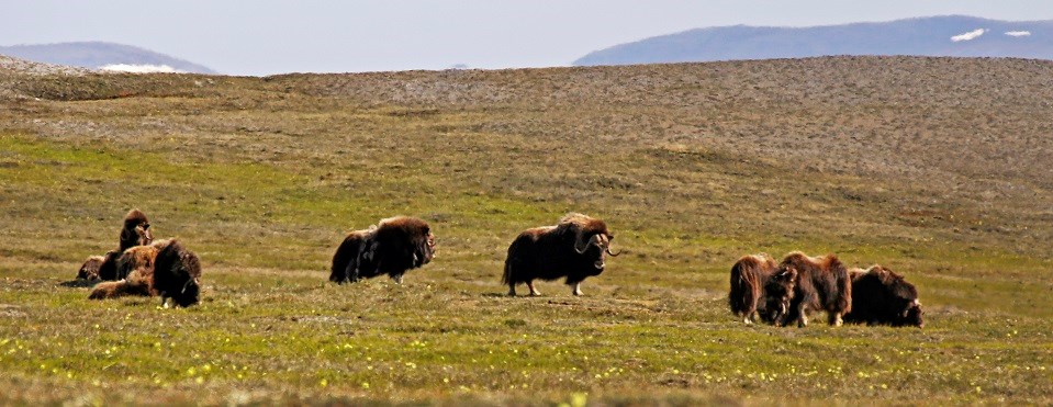Muskoxen at Cape Krusenstern A group of muskoxen on sunny tundra