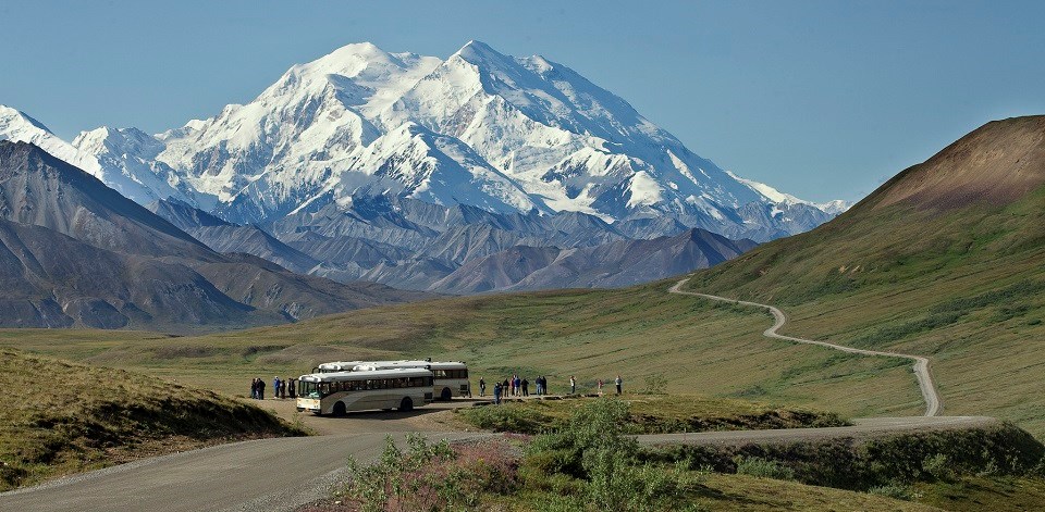 Denali Concession Tour buses parked at overlook of Denali Mountain