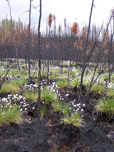 GAAR Tussocks small One year after a fire that burned this black spruce forest in Gates of the Arctic National Park & Preserve, the cotton grass tussocks have bloomed. The fire helps release the seeds from the cones of the black spruce.