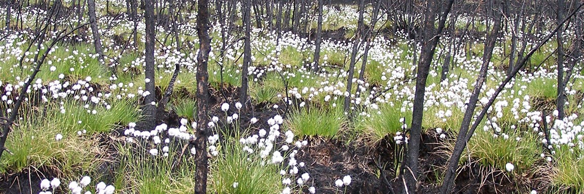 One year after a fire that burned this black spruce forest in Gates of the Arctic National Park & Preserve, the cotton grass tussocks have bloomed.  The fire helps release the seeds from the cones of the black spruce.