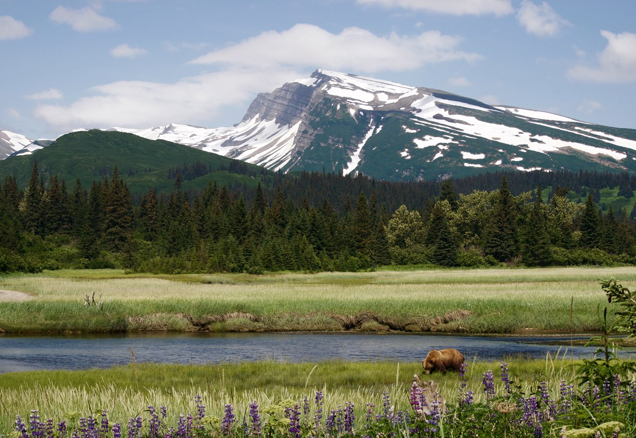 A brown bear in a valley and mountain background