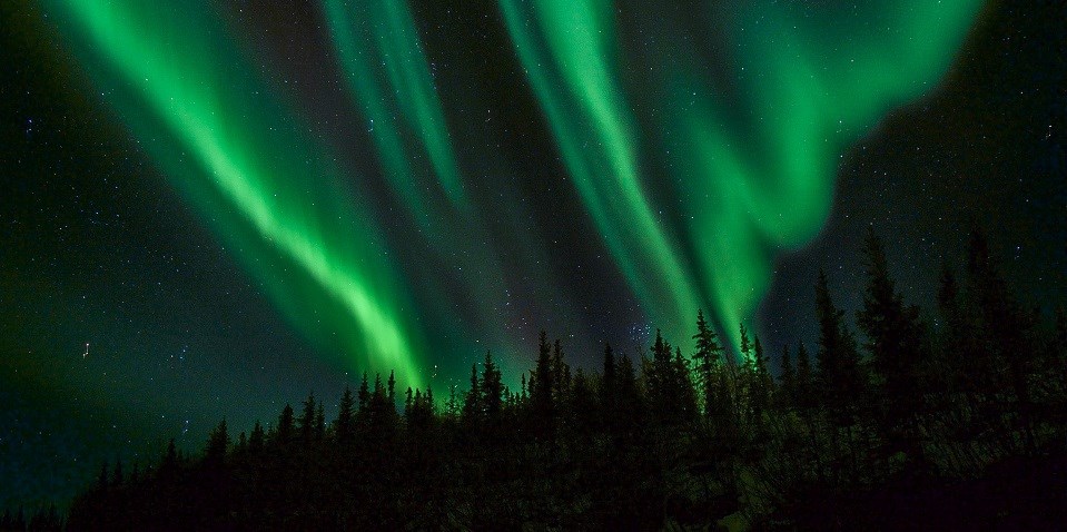 Denali aurora Green ribbons of aurora and stars above spruce trees