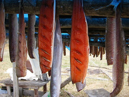 Fish hang from a wooden rack to dry